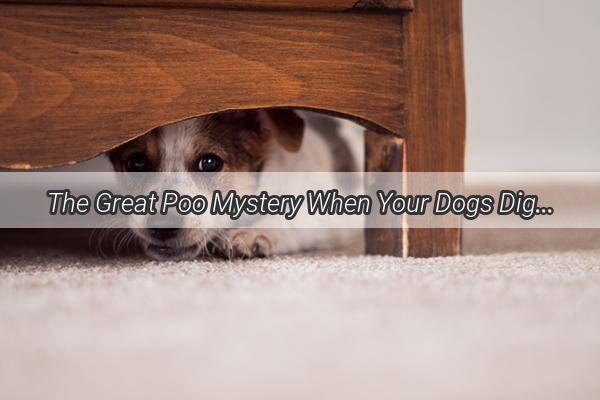 The Great Poo Mystery When Your Dogs Digestive Delays Are More Than a Gut Feeling